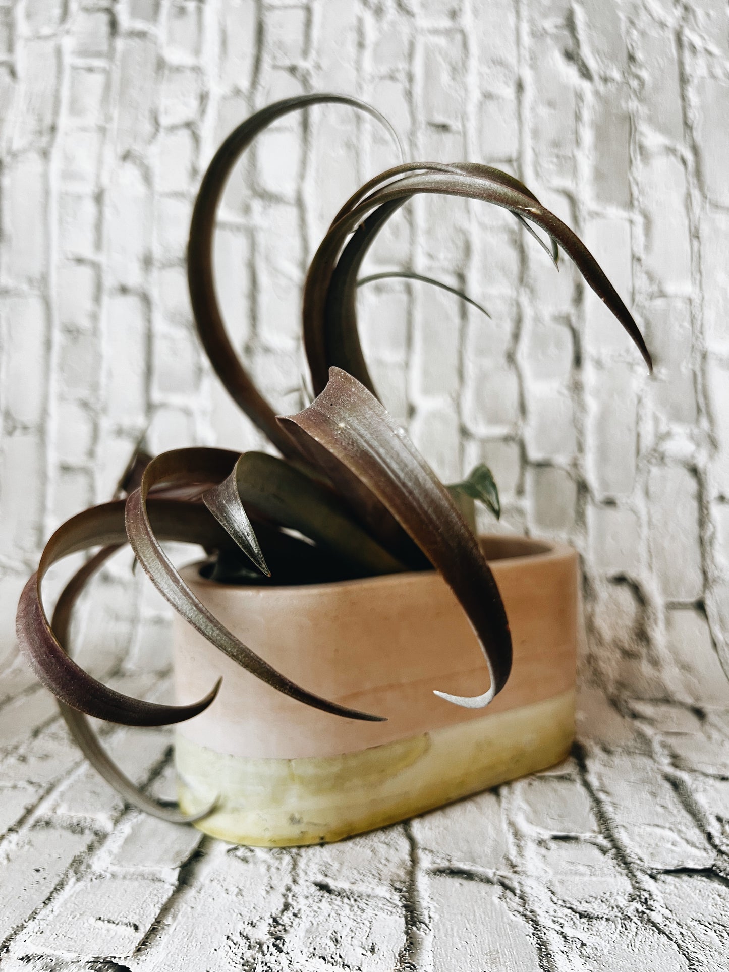 Blush Crush Dish
