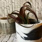 Cool summer pot