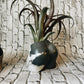 Moon Tide Tushie vase