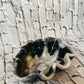 Driftwood Dream Shell dish
